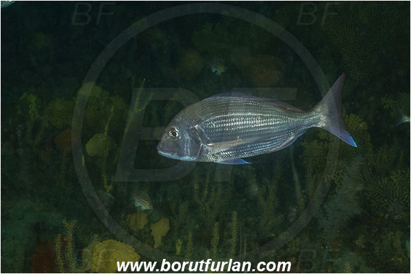 28 Fathom reef, Umkomaas, South Africa, Indian ocean, Cheimerus nufar, Cheimerus, Sparidae, Santer seabream, Seabream, Fish
