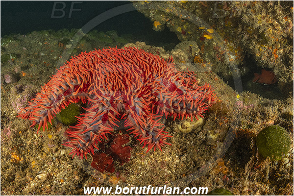 Aliwal shoal, Umkomaas, South Africa, Indian ocean, Acanthaster planci, Acanthaster, Acanthasteridae, Crown-of-thorns starfish, Starfish, Asteroidea, Echinodermata, Echinoderm