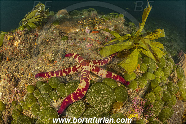 Aliwal shoal, Umkomaas, South Africa, Indian ocean, Reef, Linckia laevigata, Linckia, Ophidiasteridae, Asteroidea, Blue Starfish, Echinodermata, Echinoderm