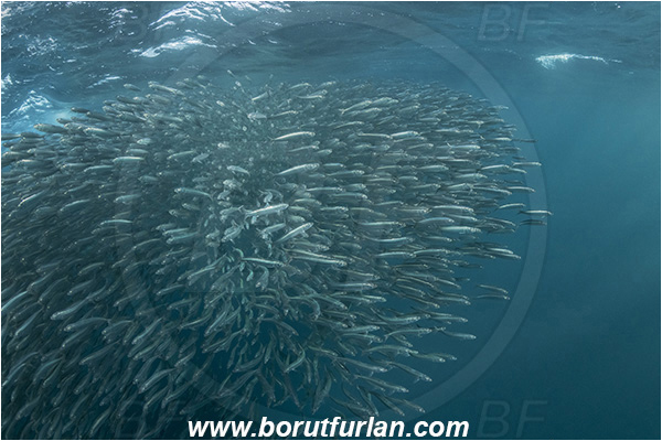 Port St. Johns, South Africa, Indian ocean, Sardinops sagax, Sardinops, Clupeidae, Fish, Fish school