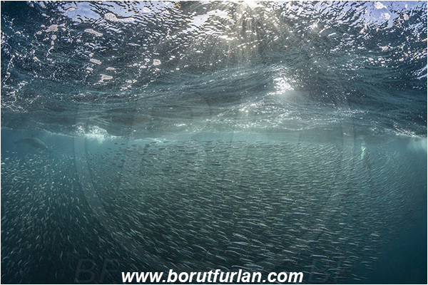 Port St. Johns, South Africa, Indian ocean, Delphinus delphis, Delphinus, Delphinidae, Mammalia, Mammalian, Short-beaked common dolphin, Dolphin, Sardinops sagax, Sardinops, Clupeidae, Fish, Fish school, Feeding, Bait ball, Hunting
