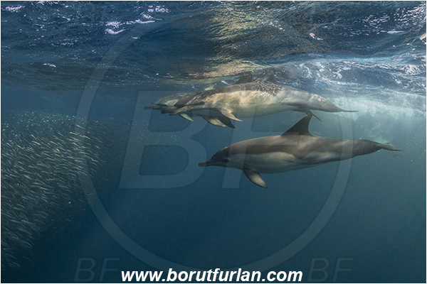 Port St. Johns, South Africa, Indian ocean, Delphinus delphis, Delphinus, Delphinidae, Mammalia, Mammalian, Short-beaked common dolphin, Dolphin, Sardinops sagax, Sardinops, Clupeidae, Fish, Fish school, Feeding, Bait ball, Hunting