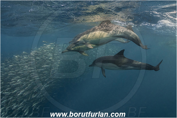 Port St. Johns, South Africa, Indian ocean, Delphinus delphis, Delphinus, Delphinidae, Mammalia, Mammalian, Short-beaked common dolphin, Dolphin, Sardinops sagax, Sardinops, Clupeidae, Fish, Fish school, Feeding, Bait ball, Hunting