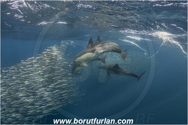 Port St. Johns, South Africa, Indian ocean, Delphinus delphis, Delphinus, Delphinidae, Mammalia, Mammalian, Short-beaked common dolphin, Dolphin, Sardinops sagax, Sardinops, Clupeidae, Fish, Fish school, Feeding, Bait ball, Hunting