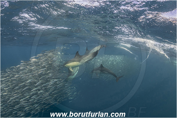 Port St. Johns, South Africa, Indian ocean, Delphinus delphis, Delphinus, Delphinidae, Mammalia, Mammalian, Short-beaked common dolphin, Dolphin, Sardinops sagax, Sardinops, Clupeidae, Fish, Fish school, Feeding, Bait ball, Hunting