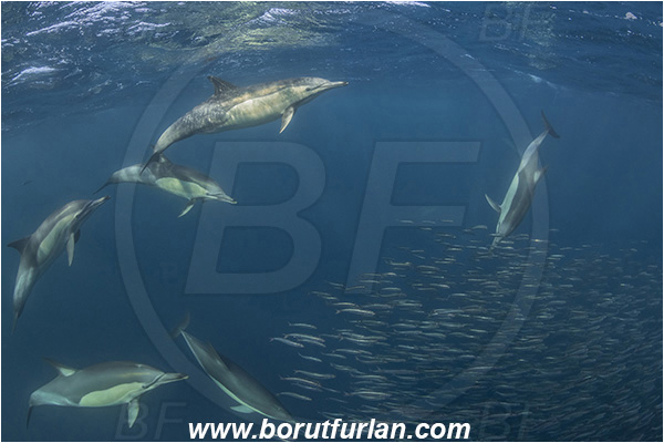 Port St. Johns, South Africa, Indian ocean, Delphinus delphis, Delphinus, Delphinidae, Mammalia, Mammalian, Short-beaked common dolphin, Dolphin, Sardinops sagax, Sardinops, Clupeidae, Fish, Fish school, Feeding, Bait ball, Hunting