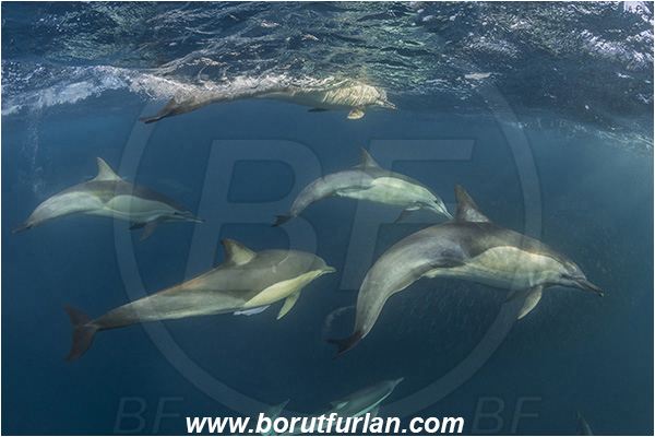 Port St. Johns, South Africa, Indian ocean, Delphinus delphis, Delphinus, Delphinidae, Mammalia, Mammalian, Short-beaked common dolphin, Dolphin, Pod of dolphins