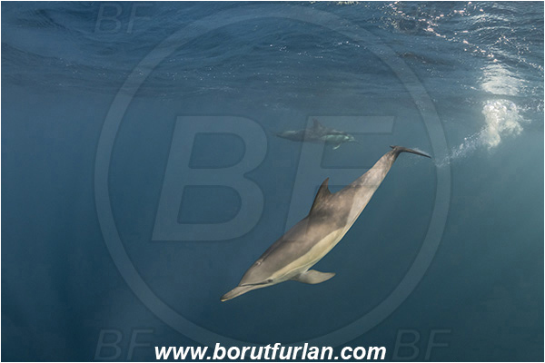 Port St. Johns, South Africa, Indian ocean, Delphinus delphis, Delphinus, Delphinidae, Mammalia, Mammalian, Short-beaked common dolphin, Dolphin