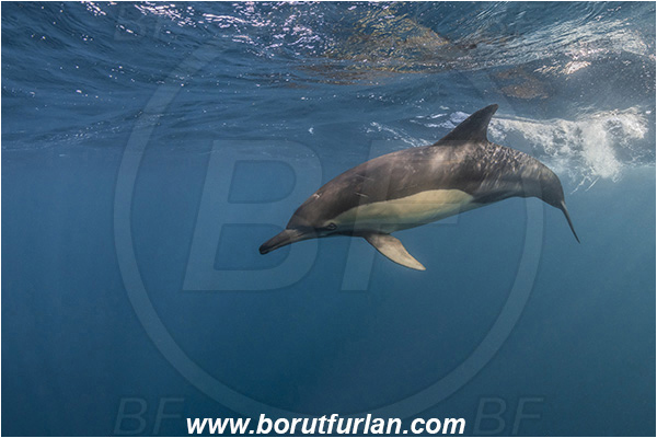 Port St. Johns, South Africa, Indian ocean, Delphinus delphis, Delphinus, Delphinidae, Mammalia, Mammalian, Short-beaked common dolphin, Dolphin