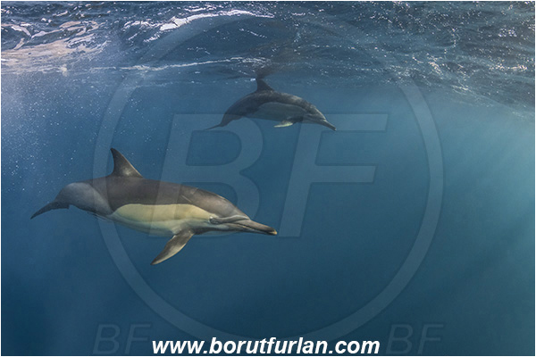 Port St. Johns, South Africa, Indian ocean, Delphinus delphis, Delphinus, Delphinidae, Mammalia, Mammalian, Short-beaked common dolphin, Dolphin