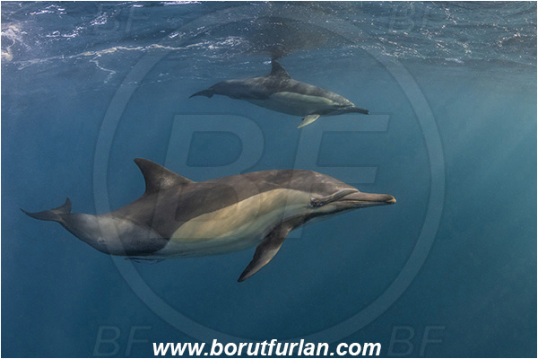 Port St. Johns, South Africa, Indian ocean, Delphinus delphis, Delphinus, Delphinidae, Mammalia, Mammalian, Short-beaked common dolphin, Dolphin