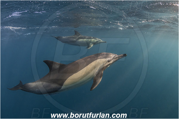 Port St. Johns, South Africa, Indian ocean, Delphinus delphis, Delphinus, Delphinidae, Mammalia, Mammalian, Short-beaked common dolphin, Dolphin