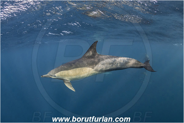Port St. Johns, South Africa, Indian ocean, Delphinus delphis, Delphinus, Delphinidae, Mammalia, Mammalian, Short-beaked common dolphin, Dolphin