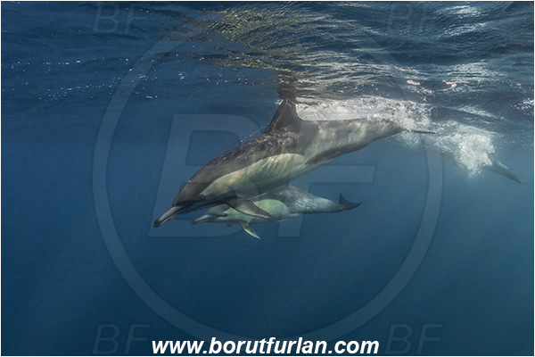 Port St. Johns, South Africa, Indian ocean, Delphinus delphis, Delphinus, Delphinidae, Mammalia, Mammalian, Short-beaked common dolphin, Dolphin