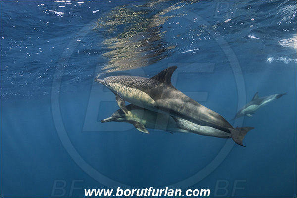 Port St. Johns, South Africa, Indian ocean, Delphinus delphis, Delphinus, Delphinidae, Mammalia, Mammalian, Short-beaked common dolphin, Dolphin