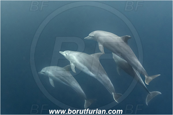 Port St. Johns, South Africa, Indian ocean, Tursiops truncatus, Tursiops, Delphinidae, Mammalia, Mammalian, Bottlenose Dolphin, Dolphin, Pod of dolphins