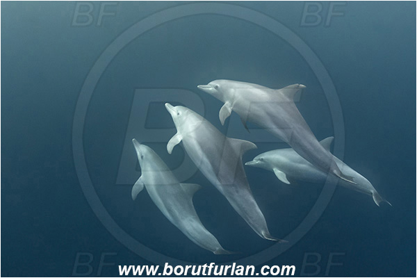Port St. Johns, South Africa, Indian ocean, Tursiops truncatus, Tursiops, Delphinidae, Mammalia, Mammalian, Bottlenose Dolphin, Dolphin, Pod of dolphins