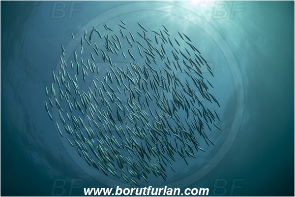 Port St. Johns, South Africa, Indian ocean, Sardinops sagax, Sardinops, Clupeidae, Fish, Fish school