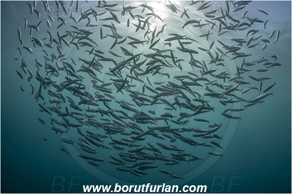 Port St. Johns, South Africa, Indian ocean, Sardinops sagax, Sardinops, Clupeidae, Fish, Fish school