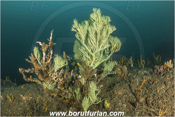 Aliwal shoal, Umkomaas, South Africa, Indian ocean, Antipathes sp., Antipathes, Antipathidae, Black coral, Coral, Anthozoa, Cnidaria, Cnidarian, Reef