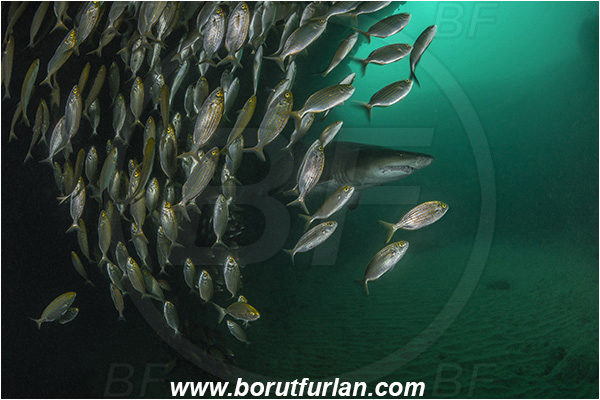Aliwal shoal, Umkomaas, South Africa, Indian ocean, Sarpa salpa, Sarpa, Sparidae, Cow bream, Goldline, Bream, Fish, Fish school, Cave, Reef, Carcharias taurus, Carcharias, Odontaspididae, Elasmobranchii, Sand tiger shark, Spotted ragged-tooth shark, Shark