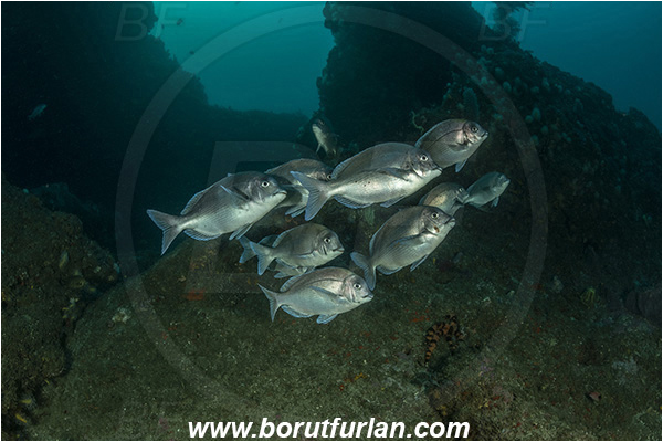 Aliwal shoal, Umkomaas, South Africa, Indian ocean, Polyamblyodon germanum, Polyamblyodon, Sparidae, German, Seabream, Fish, Fish school, Reef