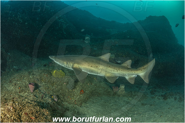 Aliwal shoal, Umkomaas, South Africa, Indian ocean, Carcharias taurus, Carcharias, Odontaspididae, Elasmobranchii, Sand tiger shark, Spotted ragged-tooth shark, Shark, Fish, Reef
