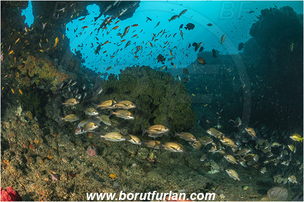 Aliwal shoal, Umkomaas, South Africa, Indian ocean, Pomadasys striatus, Pomadasys, Haemulidae, Striped grunter, Grunter, Fish, Fish school, Reef