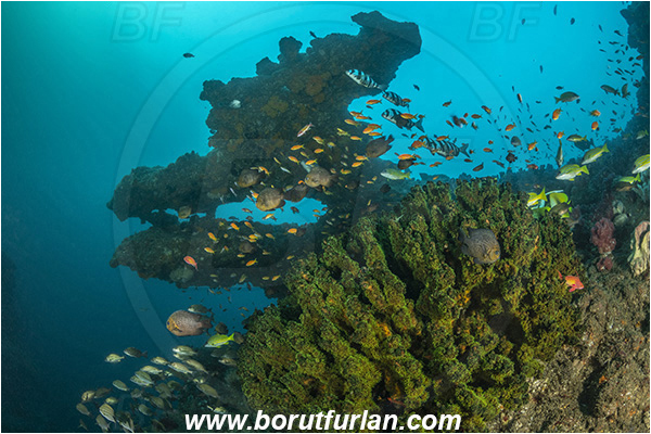 Aliwal shoal, Umkomaas, South Africa, Indian ocean, Tubastraea micrantha, Tubastraea, Dendrophylliidae, Black sun coral, Coral, Anthozoa, Cnidaria, Cnidarian, Reef, Fish, Fish school