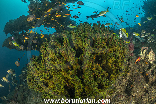 Aliwal shoal, Umkomaas, South Africa, Indian ocean, Tubastraea micrantha, Tubastraea, Dendrophylliidae, Black sun coral, Coral, Anthozoa, Cnidaria, Cnidarian, Reef, Fish, Fish school