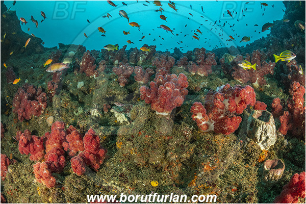 Aliwal shoal, Umkomaas, South Africa, Indian ocean, Dendronephthya sp., Dendronephthya, Nephtheidae, Soft coral, Coral, Anthozoa, Cnidaria, Cnidarian, Reef