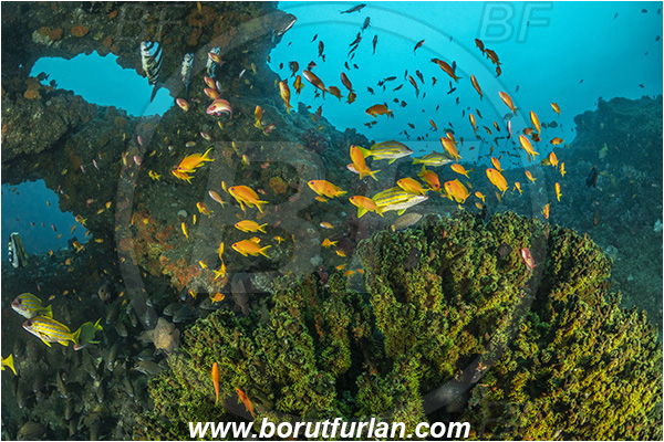 Aliwal shoal, Umkomaas, South Africa, Indian ocean, Tubastraea micrantha, Tubastraea, Dendrophylliidae, Black sun coral, Coral, Anthozoa, Cnidaria, Cnidarian, Reef, Pseudanthias squamipinnis, Pseudanthias, Serranidae, Lyretail Anthias, Sea goldie, Anthias, Fish, Fish school