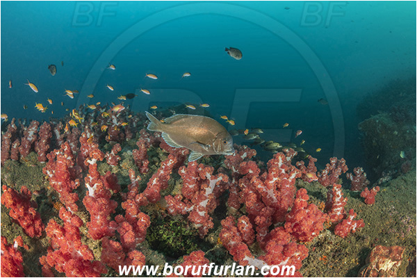 Aliwal shoal, Umkomaas, South Africa, Indian ocean, Dendronephthya sp., Dendronephthya, Nephtheidae, Soft coral, Coral, Anthozoa, Cnidaria, Cnidarian, Reef, Polyamblyodon germanum, Polyamblyodon, Sparidae, German, Seabream, Fish