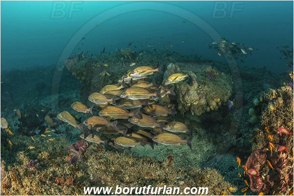 Aliwal shoal, Umkomaas, South Africa, Indian ocean, Pomadasys striatus, Pomadasys, Haemulidae, Striped grunter, Grunter, Fish, Fish school, Reef