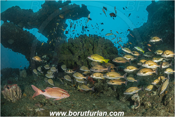 Aliwal shoal, Umkomaas, South Africa, Indian ocean, Pomadasys striatus, Pomadasys, Haemulidae, Striped grunter, Grunter, Parupeneus rubescens, Parupeneus, Mullidae, Rosy goatfish, Goatfish, Fish, Fish school, Reef
