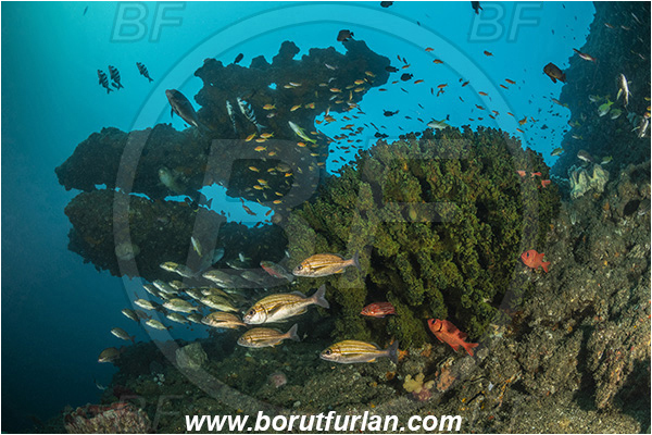 Aliwal shoal, Umkomaas, South Africa, Indian ocean, Tubastraea micrantha, Tubastraea, Dendrophylliidae, Black sun coral, Coral, Anthozoa, Cnidaria, Cnidarian, Reef, Pomadasys striatus, Pomadasys, Haemulidae, Striped grunter, Grunter, Fish, Fish school