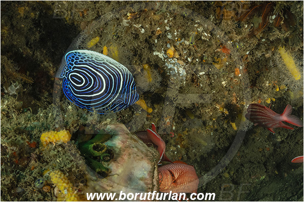 Aliwal shoal, Umkomaas, South Africa, Indian ocean, Pomacanthus imperator, Pomacanthus, Emperor Angelfish, Angelfish, Pomacanthidae, Fish, Juvenile
