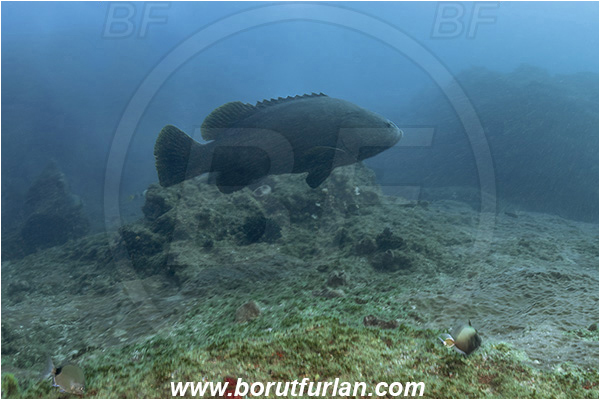 Aliwal shoal, Umkomaas, South Africa, Indian ocean, Epinephelus lanceolatus, Epinephelus, Serranidae, Giant grouper, Queensland grouper, Brindle bass, Grouper, Fish, Reef