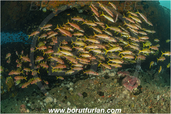 Aliwal shoal, Umkomaas, South Africa, Indian ocean, Mulloidichthys vanicolensis, Mulloidichthys, Mullidae, Yellowfin Goatfish, Goatfish, Fish, Fish school, Reef, Cave