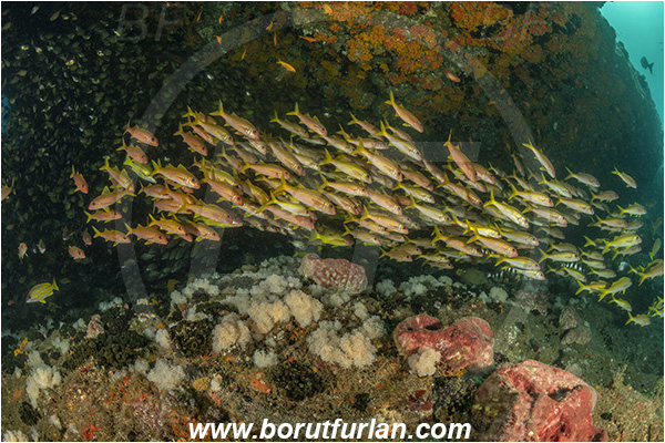 Aliwal shoal, Umkomaas, South Africa, Indian ocean, Mulloidichthys vanicolensis, Mulloidichthys, Mullidae, Yellowfin Goatfish, Goatfish, Fish, Fish school, Reef, Cave