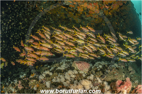 Aliwal shoal, Umkomaas, South Africa, Indian ocean, Mulloidichthys vanicolensis, Mulloidichthys, Mullidae, Yellowfin Goatfish, Goatfish, Fish, Fish school, Reef, Cave