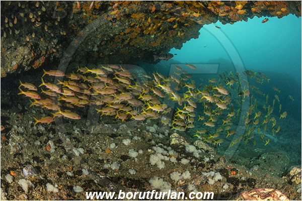 Aliwal shoal, Umkomaas, South Africa, Indian ocean, Mulloidichthys vanicolensis, Mulloidichthys, Mullidae, Yellowfin Goatfish, Goatfish, Fish, Fish school, Reef, Cave