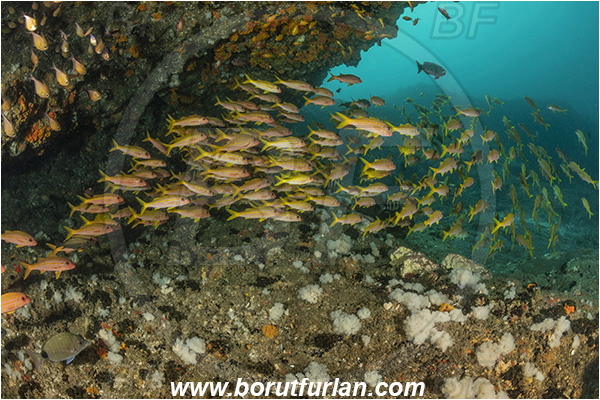 Aliwal shoal, Umkomaas, South Africa, Indian ocean, Mulloidichthys vanicolensis, Mulloidichthys, Mullidae, Yellowfin Goatfish, Goatfish, Fish, Fish school, Reef, Cave