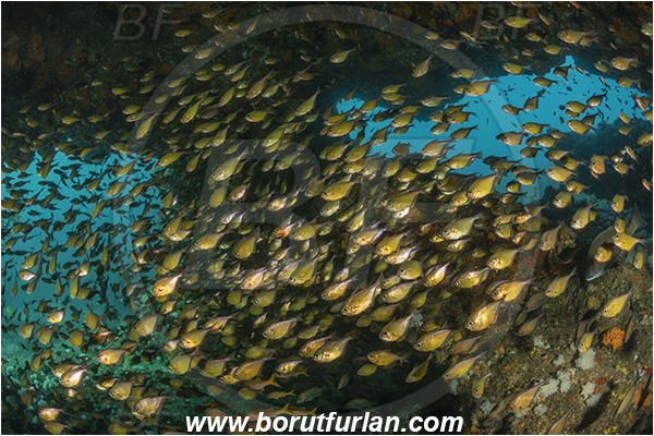 Aliwal shoal, Umkomaas, South Africa, Indian ocean, Pempheris adusta, Pempheris, Pempheridae, Dusky sweeper, Sweeper, Fish, Fish school, Reef, Cave