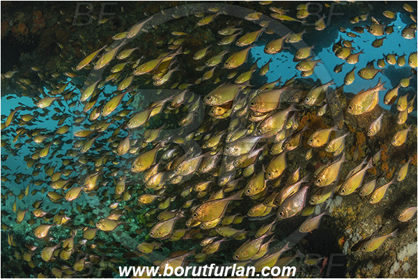 Aliwal shoal, Umkomaas, South Africa, Indian ocean, Pempheris adusta, Pempheris, Pempheridae, Dusky sweeper, Sweeper, Fish, Fish school, Reef, Cave