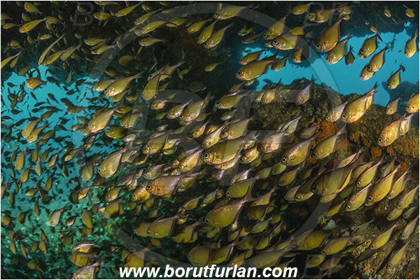 Aliwal shoal, Umkomaas, South Africa, Indian ocean, Pempheris adusta, Pempheris, Pempheridae, Dusky sweeper, Sweeper, Fish, Fish school, Reef, Cave