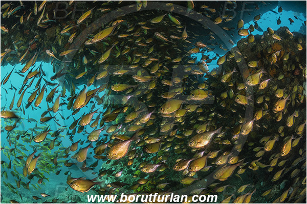 Aliwal shoal, Umkomaas, South Africa, Indian ocean, Pempheris adusta, Pempheris, Pempheridae, Dusky sweeper, Sweeper, Fish, Fish school, Reef, Cave