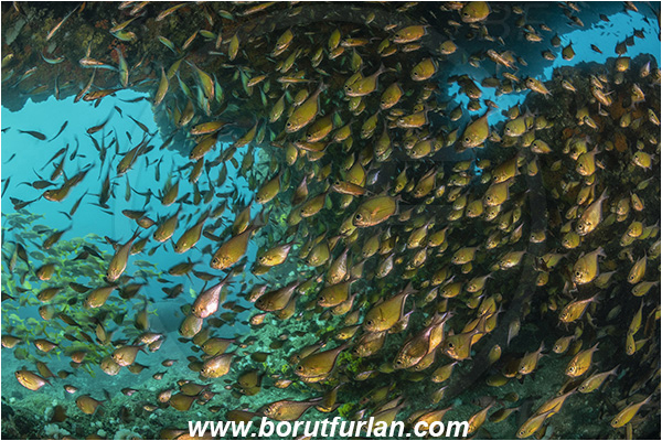 Aliwal shoal, Umkomaas, South Africa, Indian ocean, Pempheris adusta, Pempheris, Pempheridae, Dusky sweeper, Sweeper, Fish, Fish school, Reef, Cave