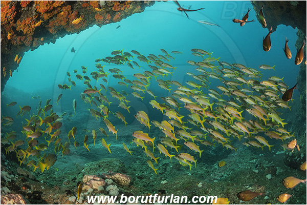 Aliwal shoal, Umkomaas, South Africa, Indian ocean, Mulloidichthys vanicolensis, Mulloidichthys, Mullidae, Yellowfin Goatfish, Goatfish, Fish, Fish school, Reef, Cave