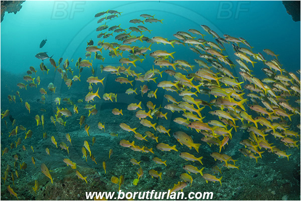 Aliwal shoal, Umkomaas, South Africa, Indian ocean, Mulloidichthys vanicolensis, Mulloidichthys, Mullidae, Yellowfin Goatfish, Goatfish, Fish, Fish school, Reef